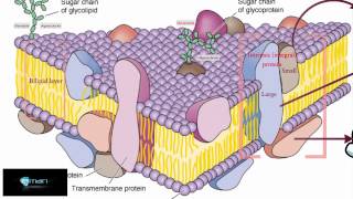 Cell Membrane(something to fight for)