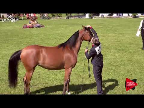 Strohen 2017 C-Show Class 4B