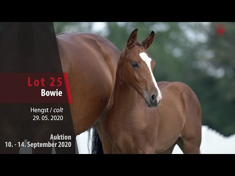 Online-Auktion v. 10. - 14. September 2020 Lot 25 Bowie Hengst v. Bellini Royal - Dibadu L