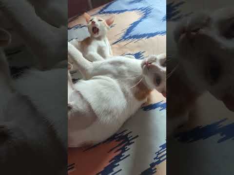 After neutering 8 years Haldi is absolutely fit n fine , thank god n thanks everyone#love ❤❤