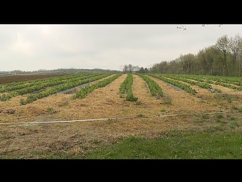 Molnar Farms prepares strawberries for potential frost