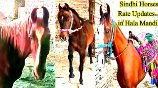 Download lagu Horse Mandi Hala Sindhi Horse price mp3