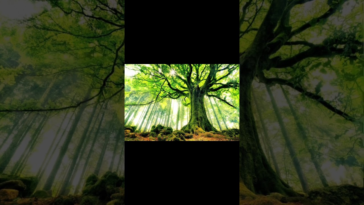 Сура Ан Нас 114 Люди Мишари Рашид