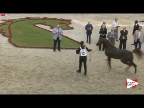 N.125 D KHATTAF - Sharjah 2016 - 3 years old Colts (Class 6)