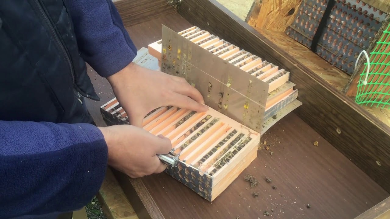 Опыление растений