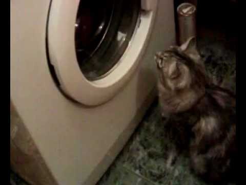 Кот-полоскун