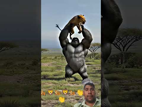 king #of #the #jungle #vs #gaurella #kech #to #him #flying #thi #sky #sart #videos...