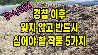 경칩 이후 잊지 않고 반드시 심어야 할 작물 5가지