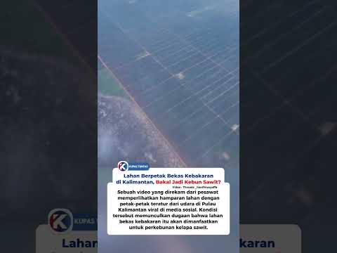Viral Hamparan Lahan Berpetak Bekas Kebakaran di Kalimantan, Bakal Jadi Kebun Sawit?