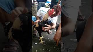 Download lagu cek pejantan ayam Bangkok warna wido mp3