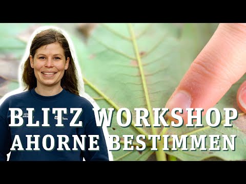 BERG-AHORN ÄHH .... Welcher Ahorn ist welcher? - Celina klärt Baumarten auf!