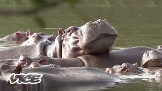 Pablo Escobar's 'Cocaine Hippos' Might Finally Need to Be Killed