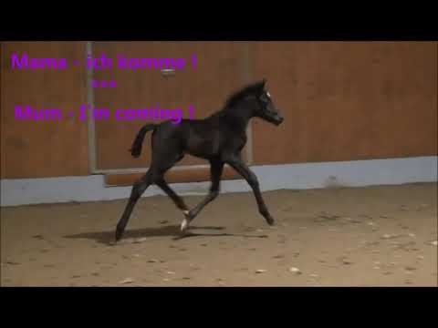 "VergissMeinNicht" Vitalis x Dante Weltino * Stutfohlen/filly born 02.19