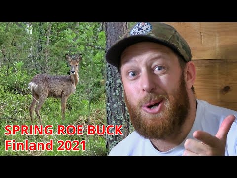 (Pt2)Spring Roe Deer Bow Hunting Finland 2021
