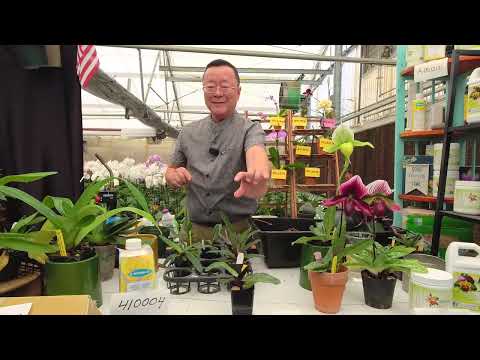 Norman Fang Live!  Episode 106 Repotting and Dividing of Paphiopedilum Orchids