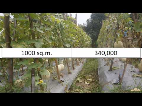 v78: Honeydew Fertilizer Application and Harvesting | Return of Investment Results |Part 3