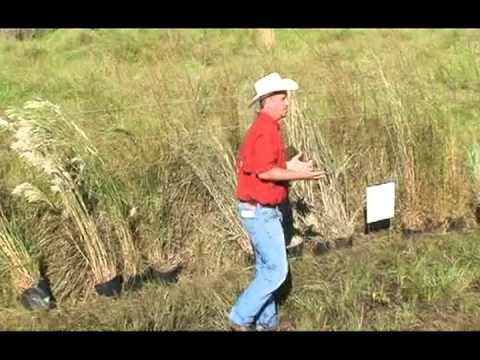 Broomsedge: Biology (part 3 of 4)