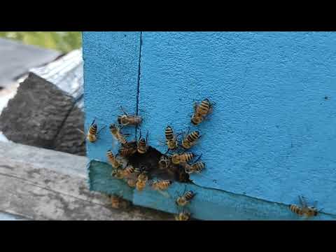 Как пчелы приспосабливаются и спасаются от сильной жары и зноя! #пчеловодство #пчёлы #пасека
