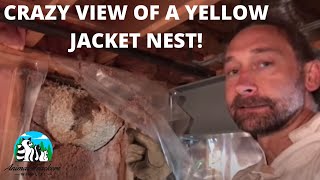 A great view of a Yellow Jacket nest built inside of a wall.