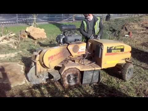 Stump Grinding /Tree Stump Removal - Image 2