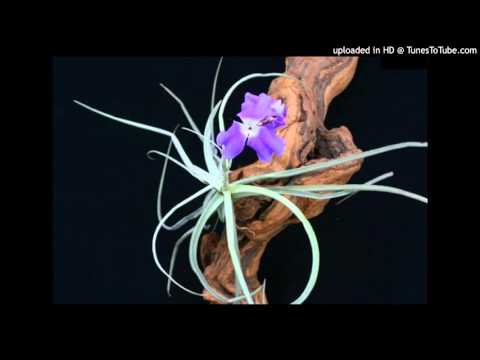 Today's Tango Is... Clavel del Aire - Francisco Canaro 30-04-1930