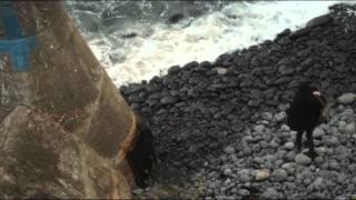 The Quill - Storm Before the Calm