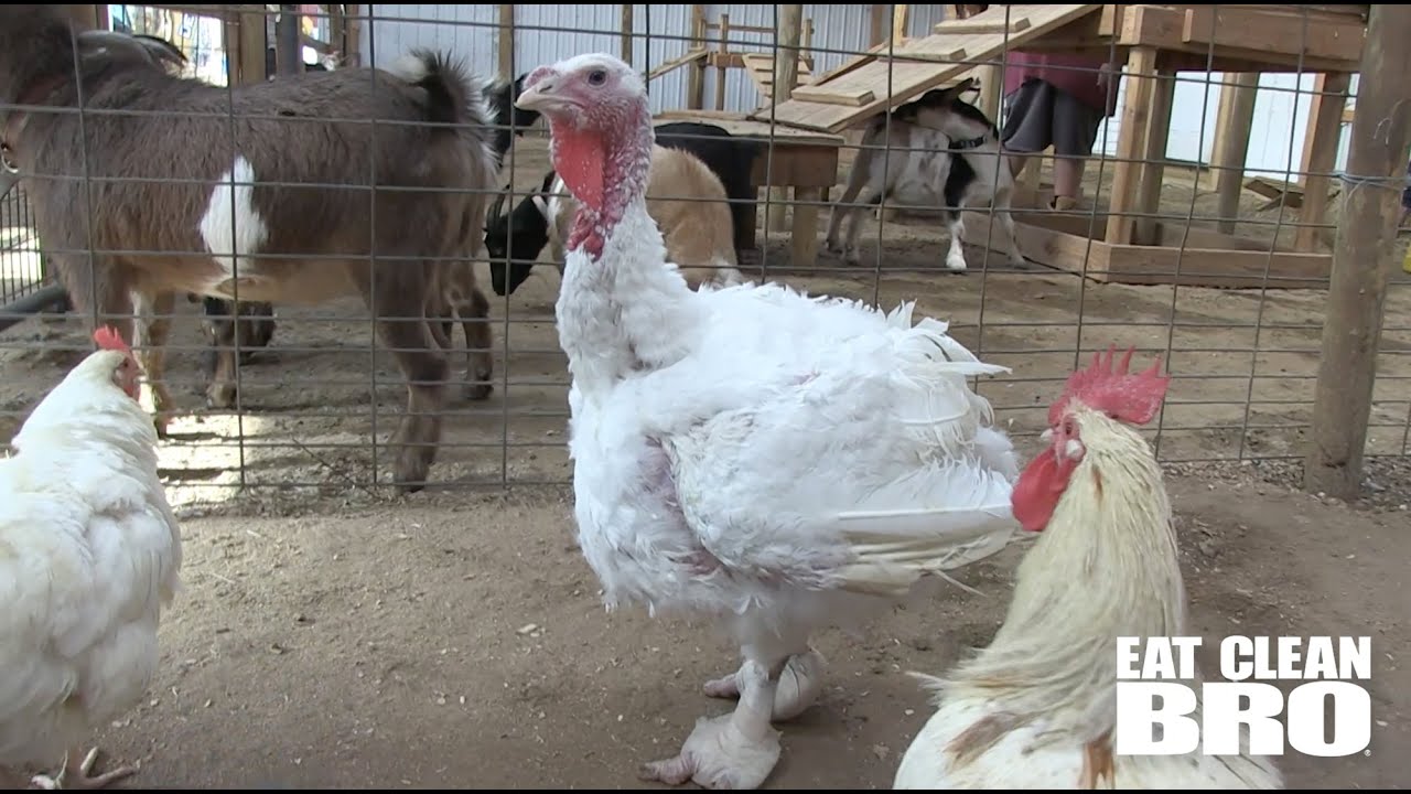 Eat Clean Bro Supports ToFu The Turkey at Allaire Community Farm