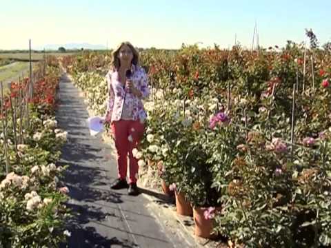 Zonattiva - Azienda Barni