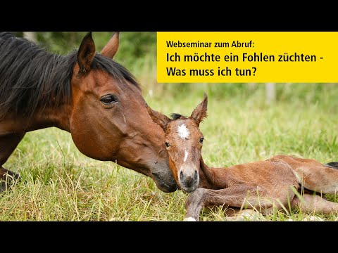 Hannoveraner TV (WebSeminar): "Ich möchte ein Fohlen züchten – was muss ich tun?"