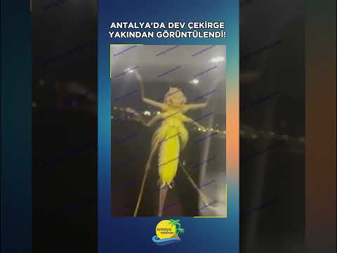 Antalya'da dev çekirge yakından görüntülendi! İşte o anlar