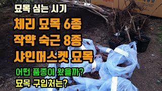 묘목심는시기 체리묘목6종, 샤인머스켓묘목, 작약숙근8종 품종별로 주문해봤습니다