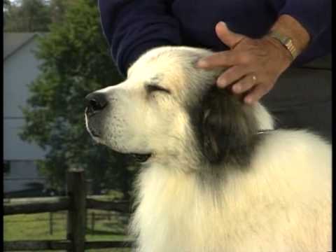 Great Pyrenees breed video