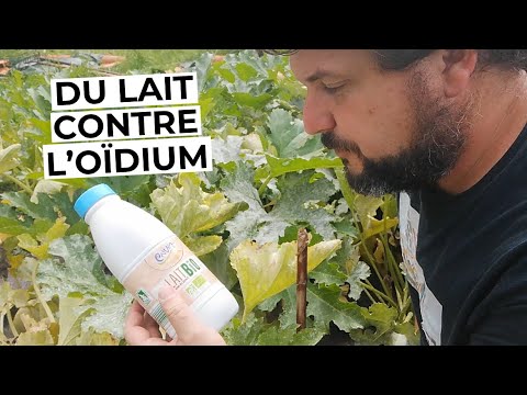 , title : 'Du lait contre l'oïdium'