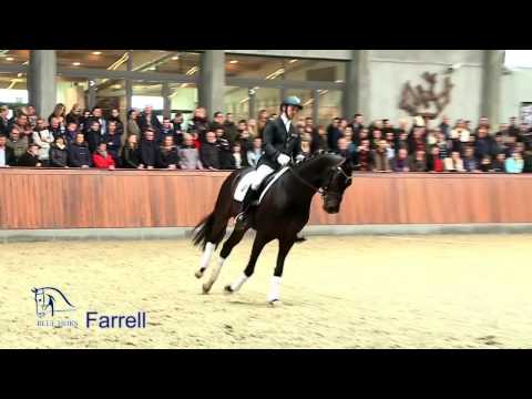 Farrel 2014 Hengstschau Blue Hors