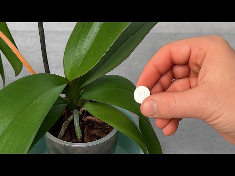 Place under orchid! Suddenly 100 roots will appear and bloom all 4 seasons