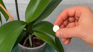 Place under orchid! Suddenly 100 roots will appear and bloom all 4 seasons