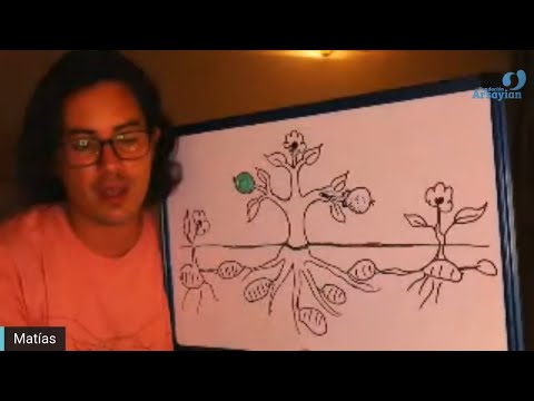 Día 348 - TUBERCULOS - Matias De Stefano - edición en español