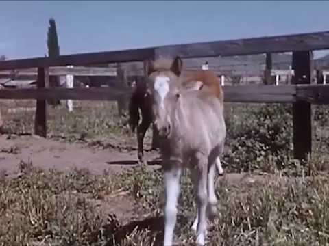 The Pony Farm - 1957 - CharlieDeanArchives / Archival Footage