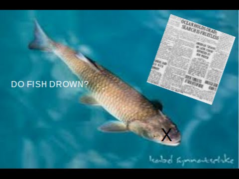 DO FISH EVER DROWN?!| Google Feud #2