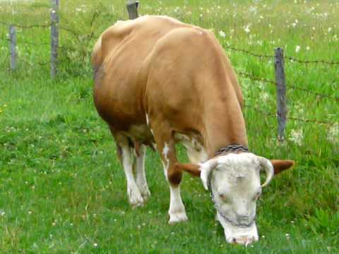 Covasna Cow
