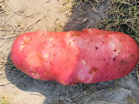 , title : 'Potato harvesting in pakistan  red lady potato   vs white potato'