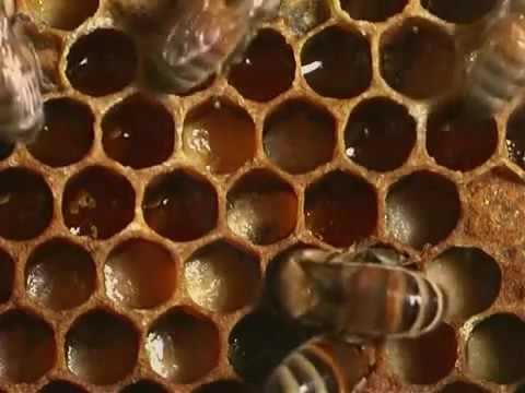 Biologija pčela Honey Bees 1 dio