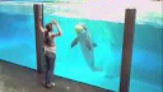 Dolphin cards Sea Life Brugesv Dolphin Fun