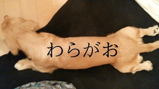 。わらがお のライブ ストリーム