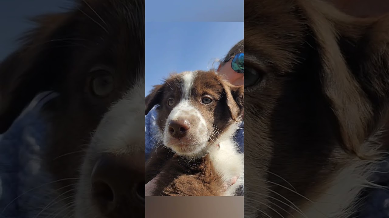 Enlarge Bridger - adopted!, an adopted mixed breed in Minneapolis, MN video 4/5