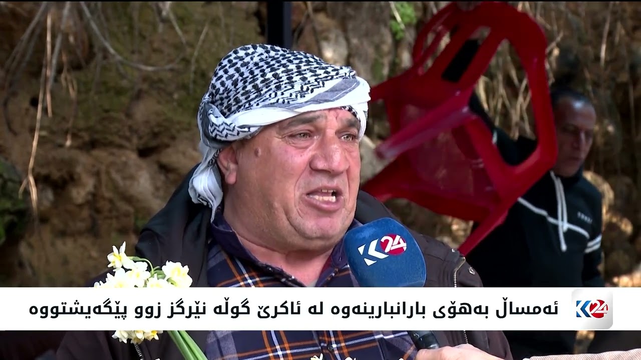 ڤیدیۆ | ئەمساڵ بەهۆی بارانبارینەوە لە ئاكرێ گوڵە نێرگز زوو پێگەیشتووە