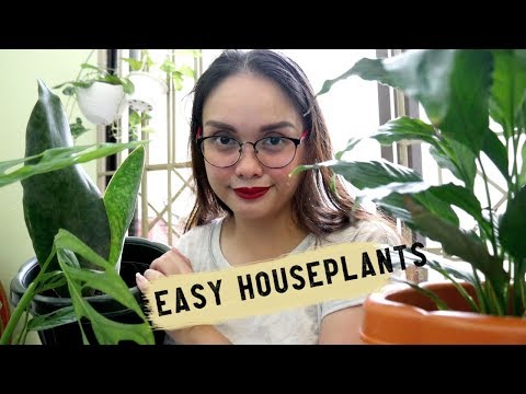 download lagu mp3 mp4 Easy Growing Plants In The Philippines, download lagu Easy Growing Plants In The Philippines gratis, unduh video klip Easy Growing Plants In The Philippines