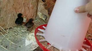 preview picture of video 'New Baby Chicks'
