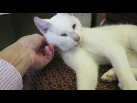 Opal, an adopted American Shorthair & Domestic Medium Hair Mix in High Point, NC_image-1