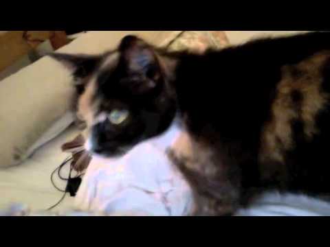 R.M. padding at the bed